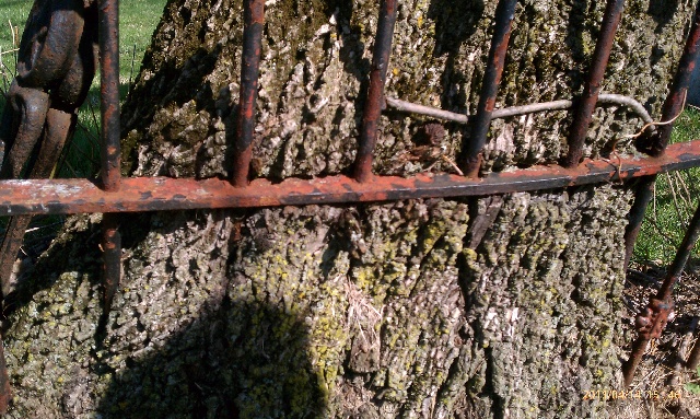 inspection reveals tree growing around fence